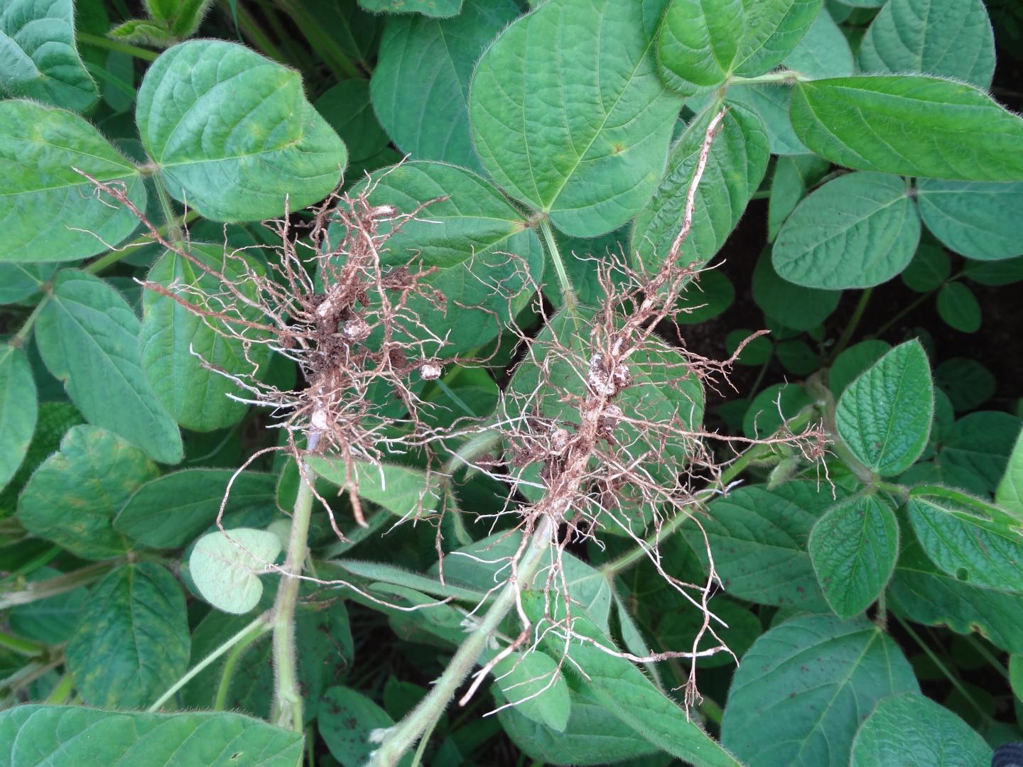 Nodules fixatrices d'azote