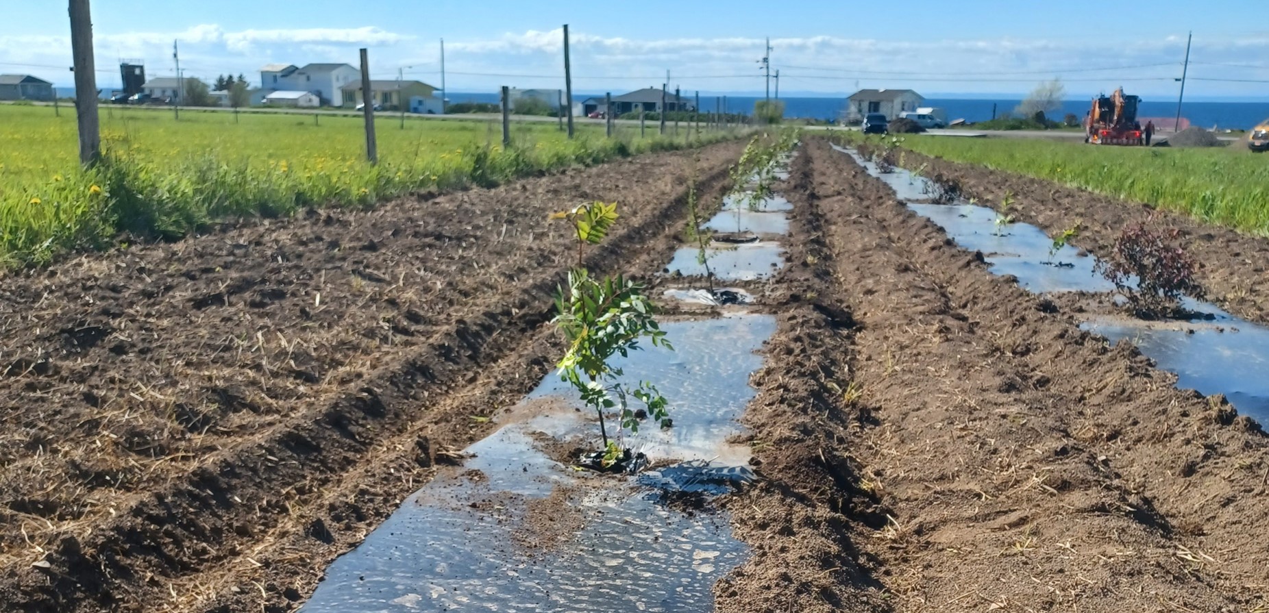Implantation de haie brise-vent