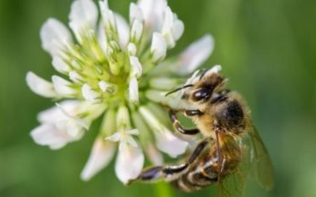 Les pollinisateurs dans la production horticole