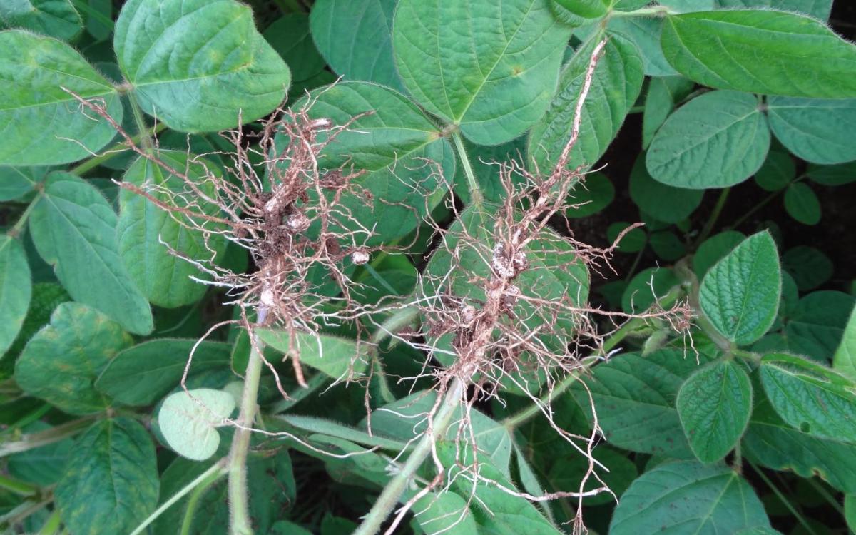 Nodules fixatrices d'azote