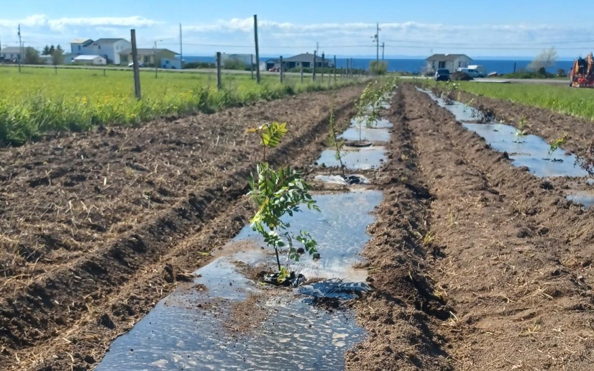 Implantation de haie brise-vent