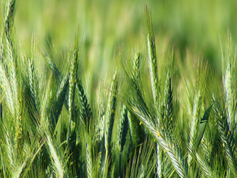 Rotation$+ : Un outil stratégique pour vos décisions culturales