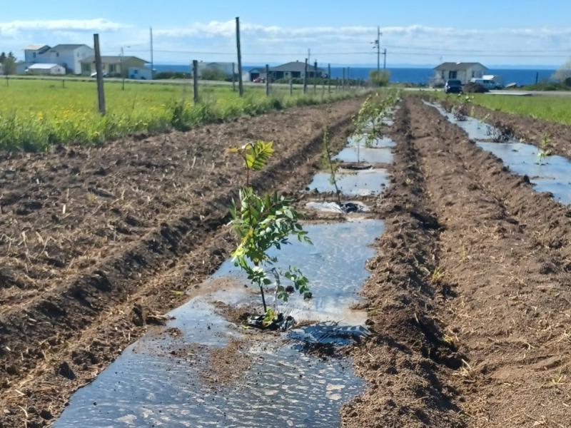 À la découverte des haies brise-vent